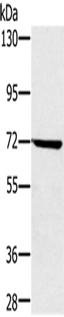 Rabbit Polyclonal Antibody to NUP85