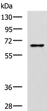 Rabbit Polyclonal Antibody to PDLIM5