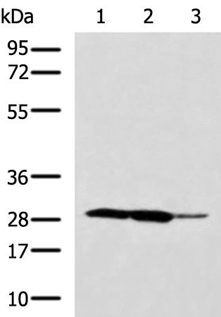 Rabbit Polyclonal Antibody to PGAM2