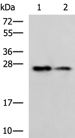 Rabbit Polyclonal Antibody to PGRMC2