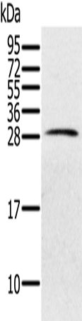 Rabbit Polyclonal Antibody to PILRB
