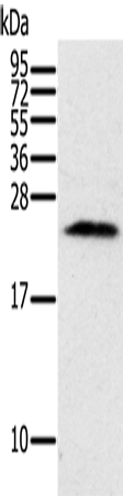 Rabbit Polyclonal Antibody to PIN1