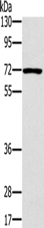Rabbit Polyclonal Antibody to PLS3