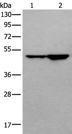 Rabbit Polyclonal Antibody to PNLIPRP1