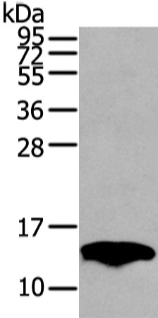 Rabbit Polyclonal Antibody to PMP2