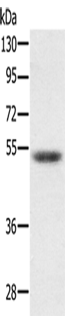 Rabbit Polyclonal Antibody to PMPCB