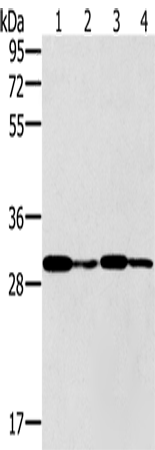 Rabbit Polyclonal Antibody to PNMT