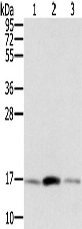 Rabbit Polyclonal Antibody to PPIA