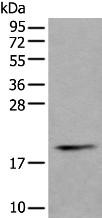 Rabbit Polyclonal Antibody to PTP4A1