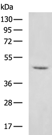 Rabbit Polyclonal Antibody to NR1I2
