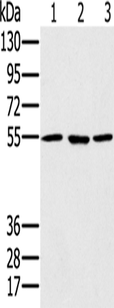 Rabbit Polyclonal Antibody to PSMC1
