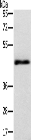 Rabbit Polyclonal Antibody to TWF1