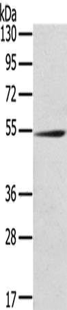 Rabbit Polyclonal Antibody to RMDN3