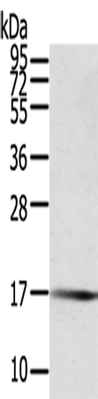 Rabbit Polyclonal Antibody to PTPMT1
