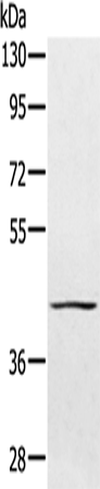 Rabbit Polyclonal Antibody to PTPN7