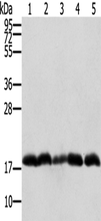Rabbit Polyclonal Antibody to PTRH2