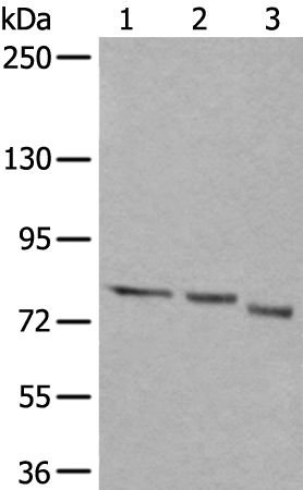 Rabbit Polyclonal Antibody to QSOX1