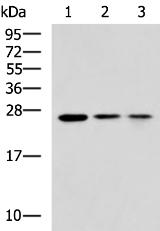 Rabbit Polyclonal Antibody to RAB3A