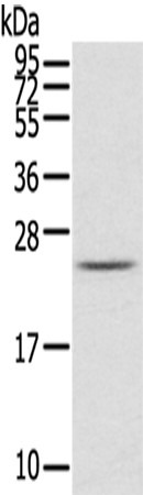 Rabbit Polyclonal Antibody to RAB2A