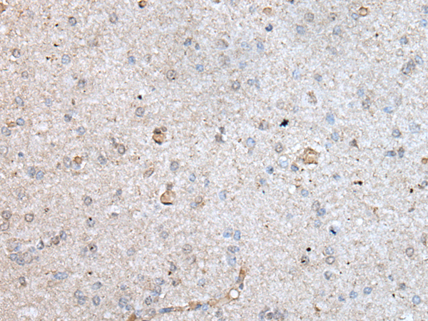 Rabbit Polyclonal Antibody to RAB4A