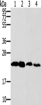 Rabbit Polyclonal Antibody to RAB9A