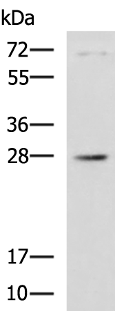 Rabbit Polyclonal Antibody to RAB20