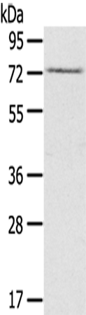 Rabbit Polyclonal Antibody to RAD17