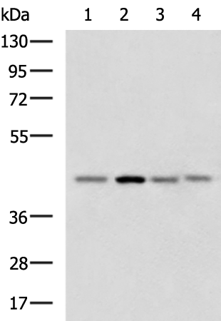 Rabbit Polyclonal Antibody to RAE1