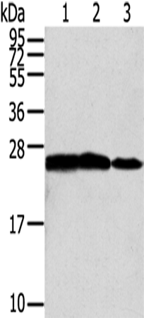 Rabbit Polyclonal Antibody to RAN