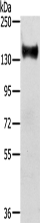 Rabbit Polyclonal Antibody to RASAL2