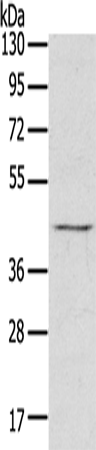 Rabbit Polyclonal Antibody to RASSF7