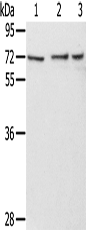 Rabbit Polyclonal Antibody to RBBP5