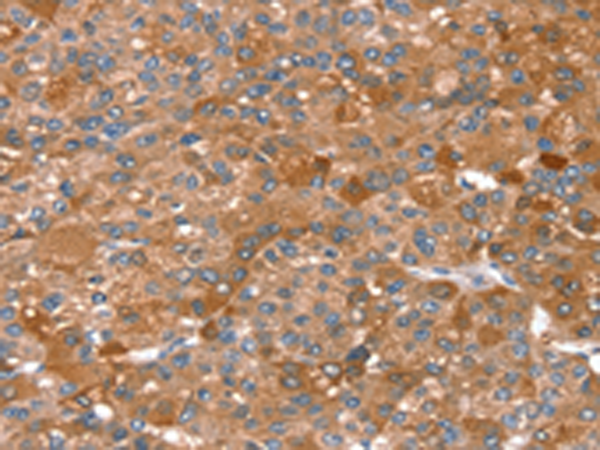 Rabbit Polyclonal Antibody to REC8
