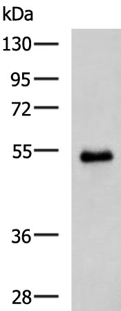 Rabbit Polyclonal Antibody to RGS6