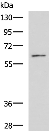Rabbit Polyclonal Antibody to RGS14