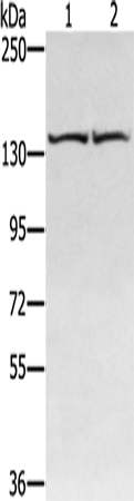 Rabbit Polyclonal Antibody to RGS22