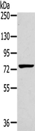 Rabbit Polyclonal Antibody to RHOBTB1