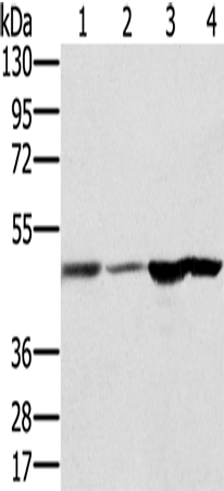 Rabbit Polyclonal Antibody to RNH1