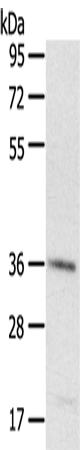 Rabbit Polyclonal Antibody to PDLIM4