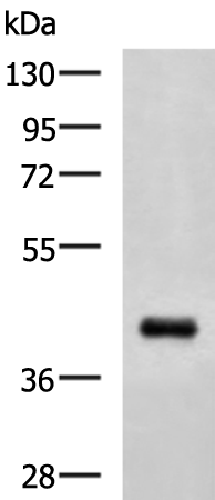 Rabbit Polyclonal Antibody to PCGF6
