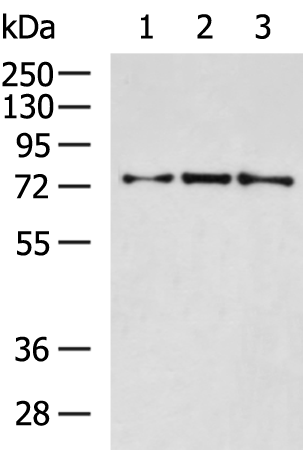 Rabbit Polyclonal Antibody to RIPK1