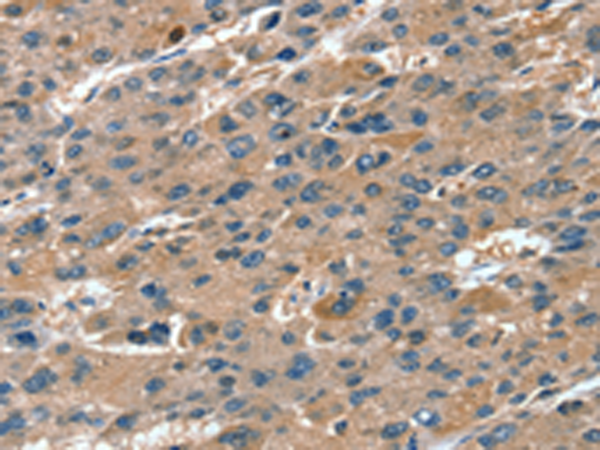 Rabbit Polyclonal Antibody to RNF7