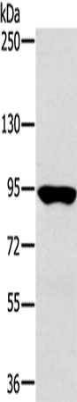 Rabbit Polyclonal Antibody to RNF214