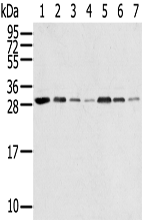 Rabbit Polyclonal Antibody to RPA2