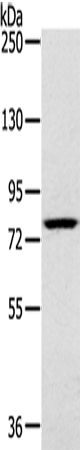 Rabbit Polyclonal Antibody to RPS6KA1