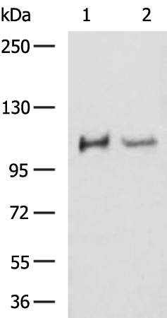Rabbit Polyclonal Antibody to RRBP1