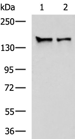 Rabbit Polyclonal Antibody to STAG1