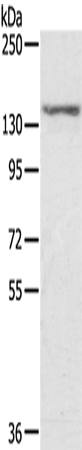 Rabbit Polyclonal Antibody to STAG2