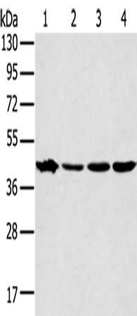Rabbit Polyclonal Antibody to MAPK12