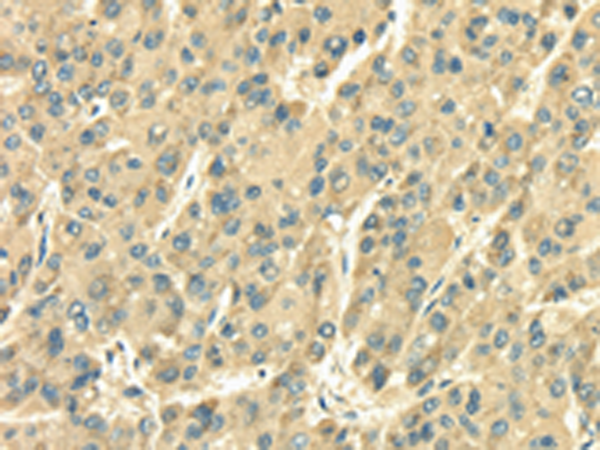 Rabbit Polyclonal Antibody to SDF4